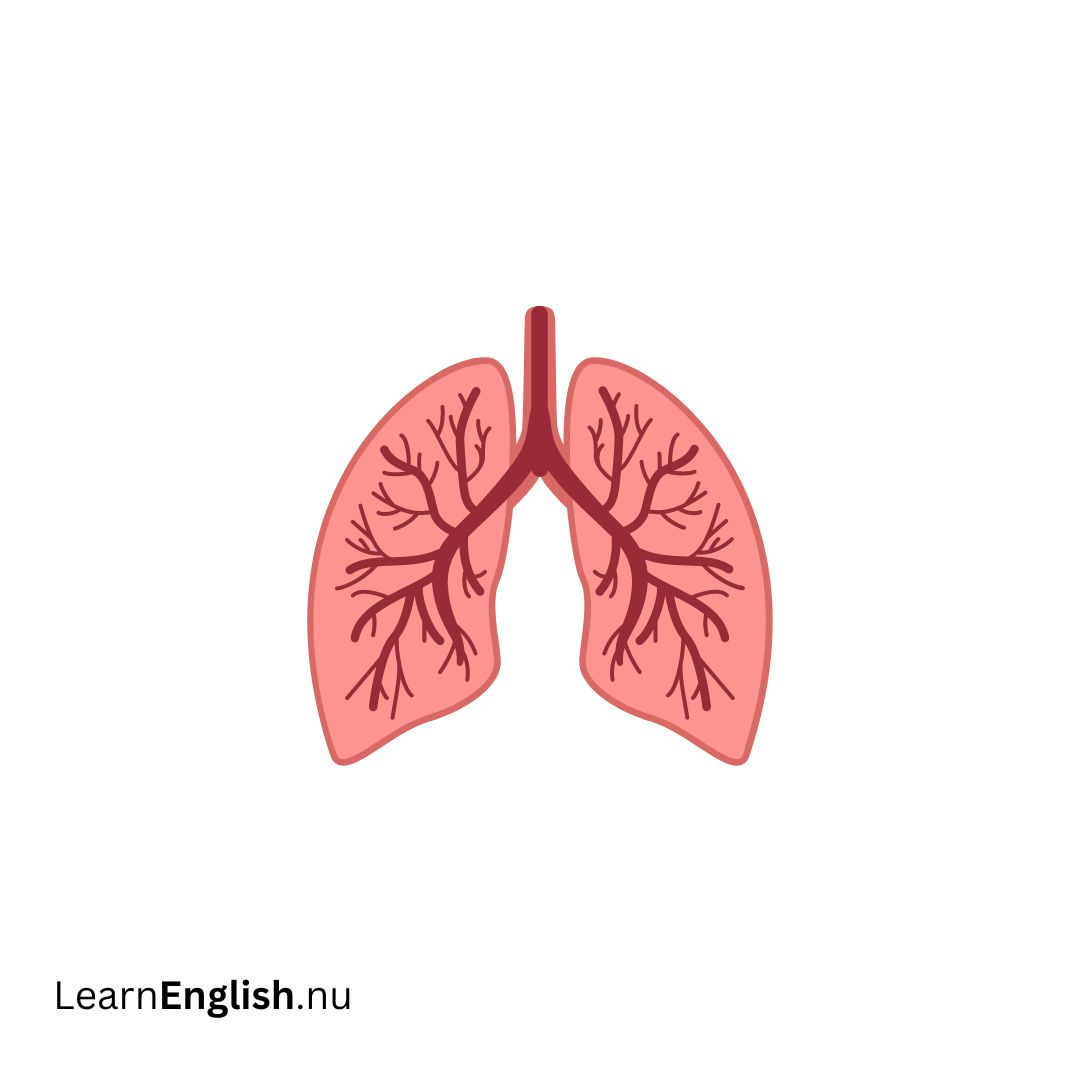 Lungs الرئتين