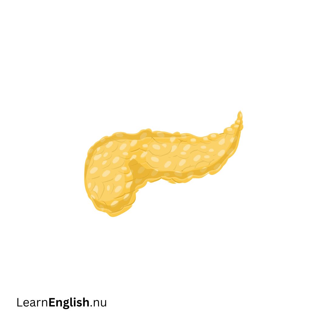 Pancreas البنكرياس