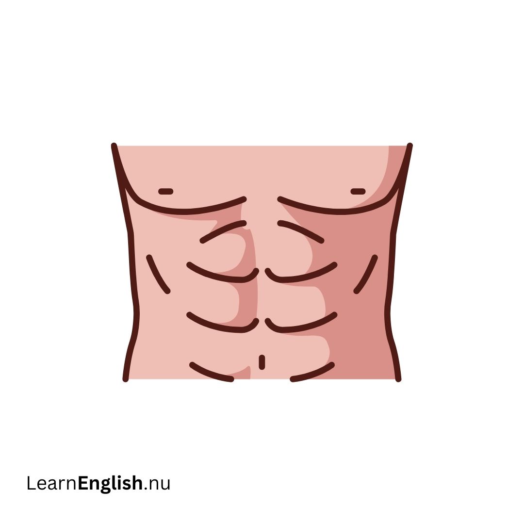 Abdomen البطن