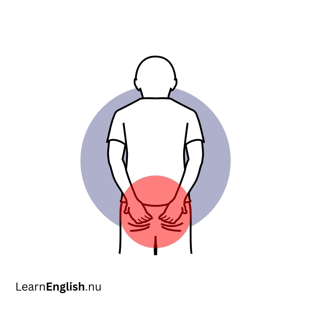 Buttocks الأرداف (المؤخرة)