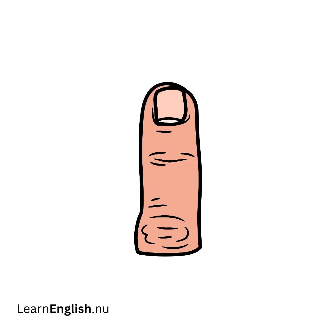Finger الإصبع