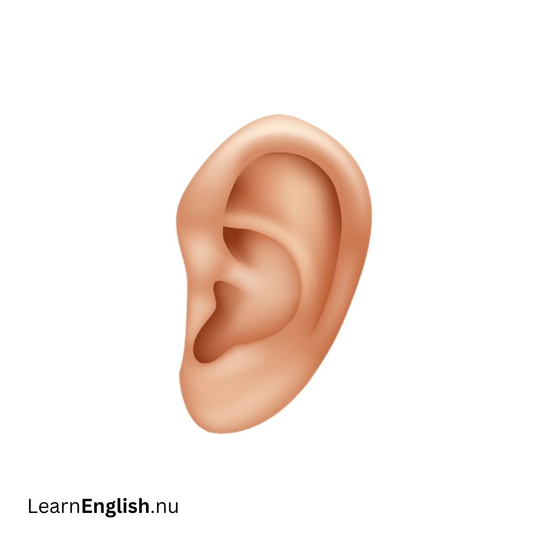 Ear الأذن