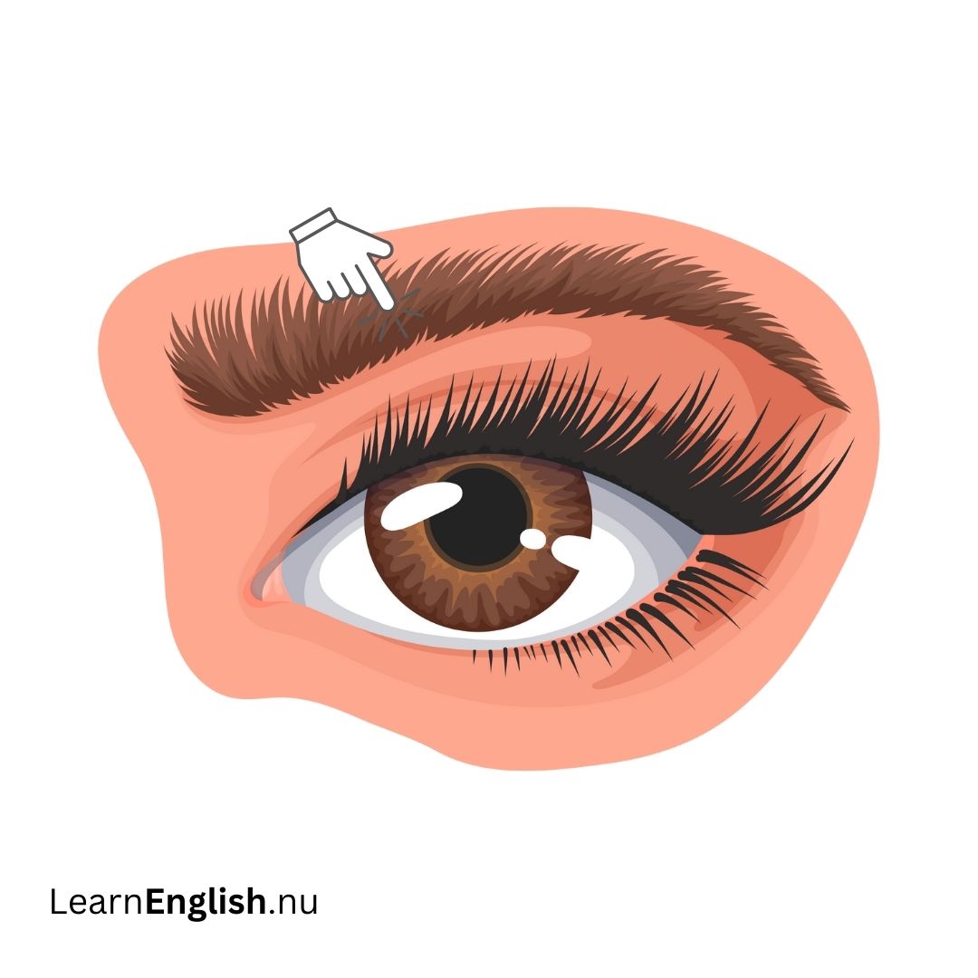 Eyebrow الحاجب