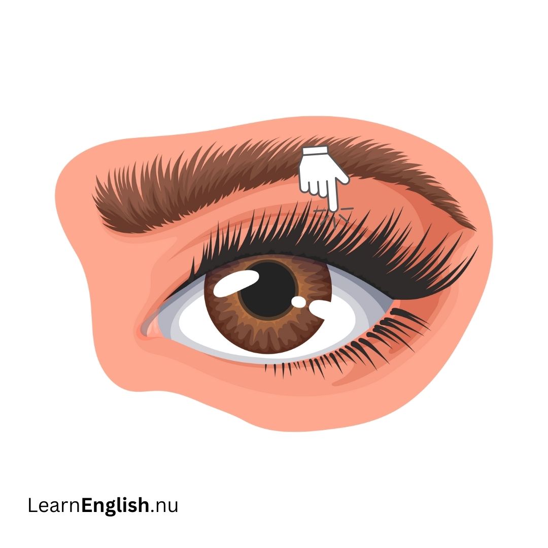 Eyelid الجفن