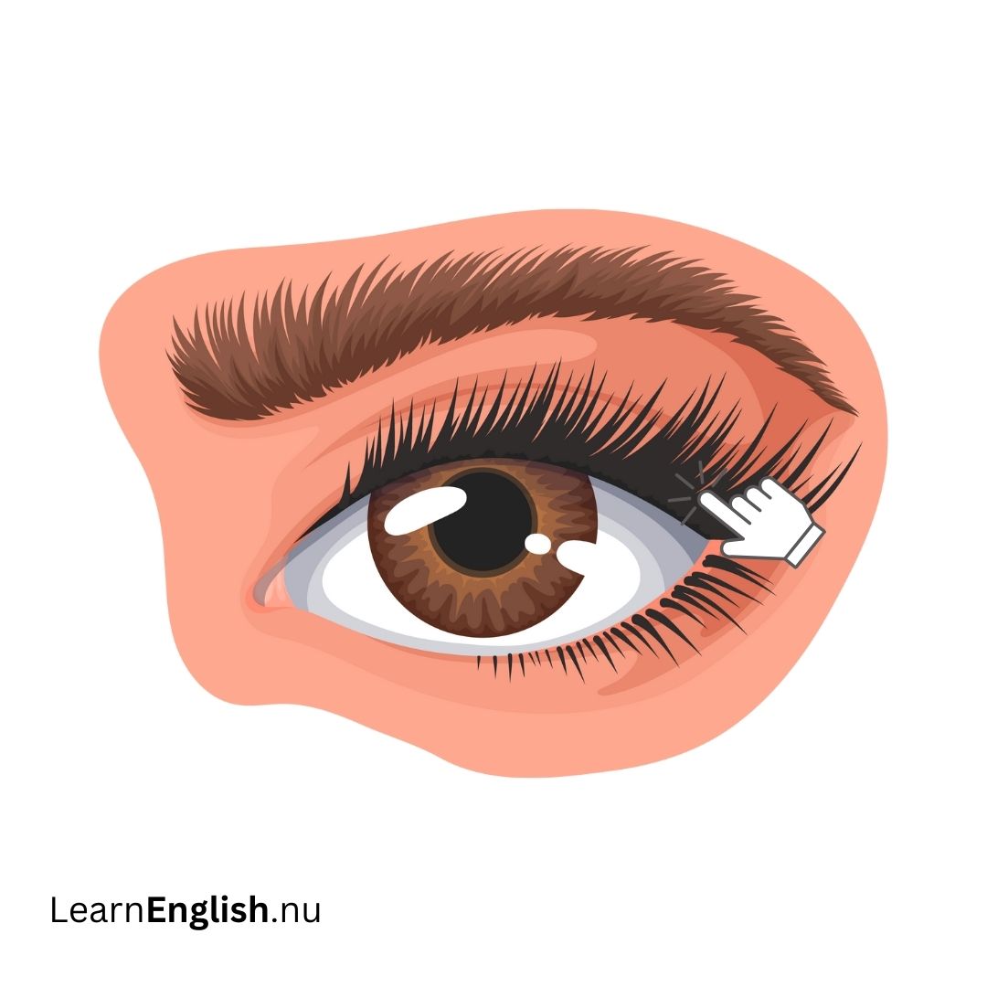 Eyelashes الرموش