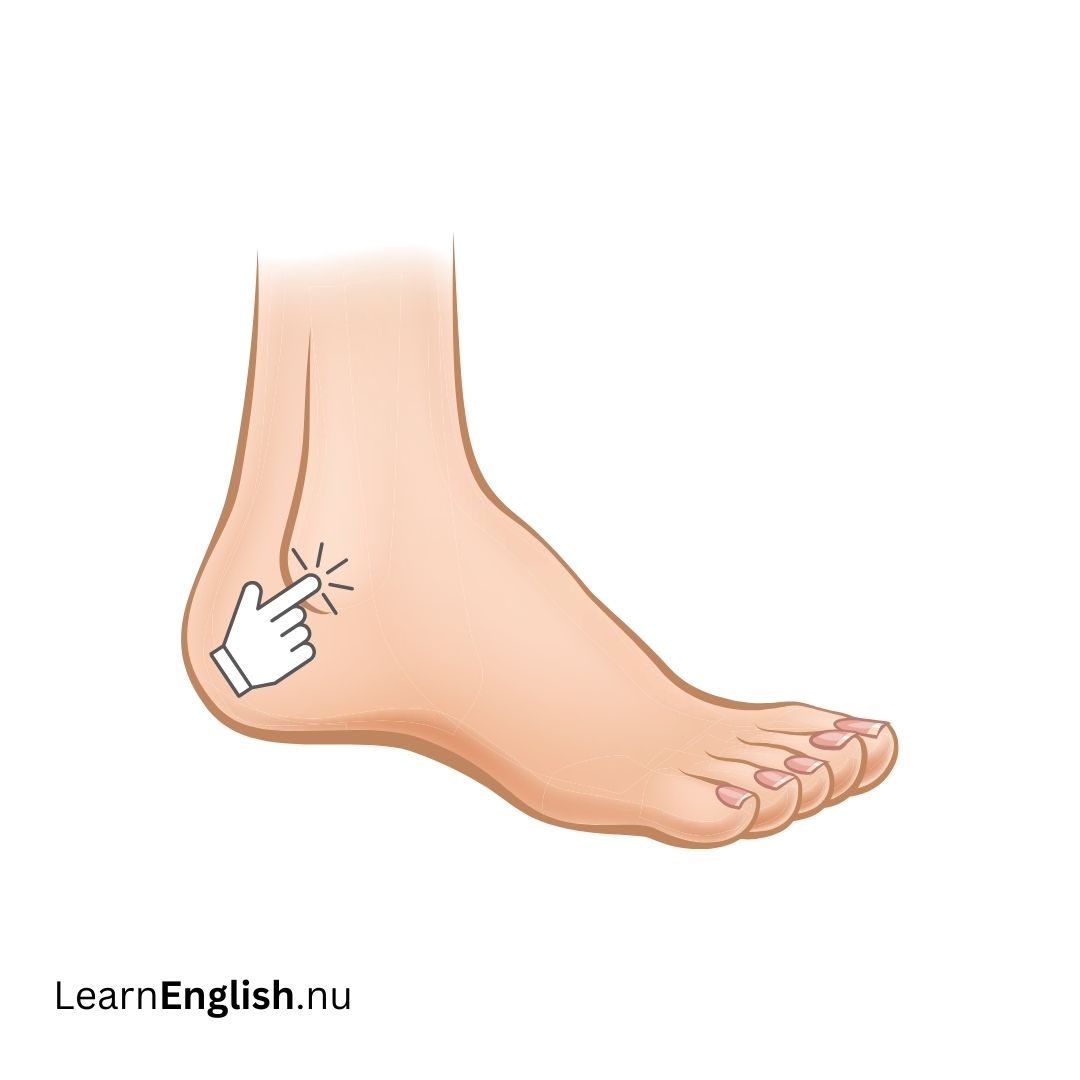 Ankle الكاحل