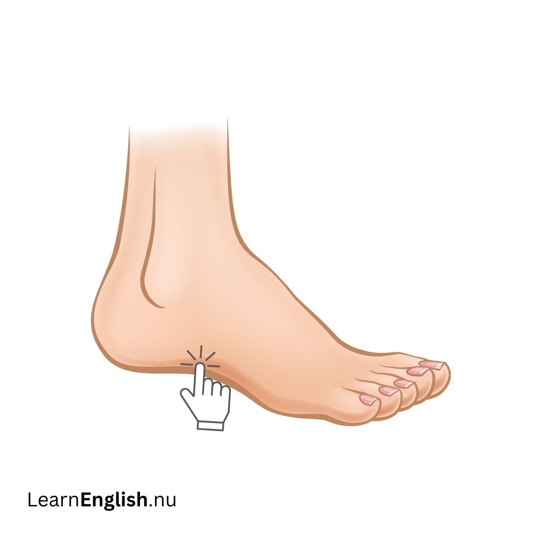 Instep القدم