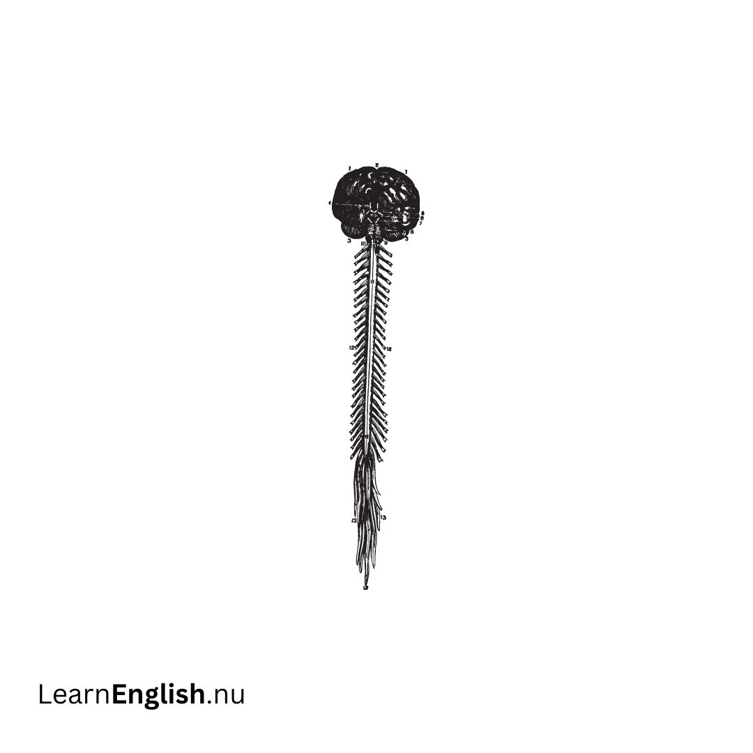 Spinal Cord الحبل الشوكي