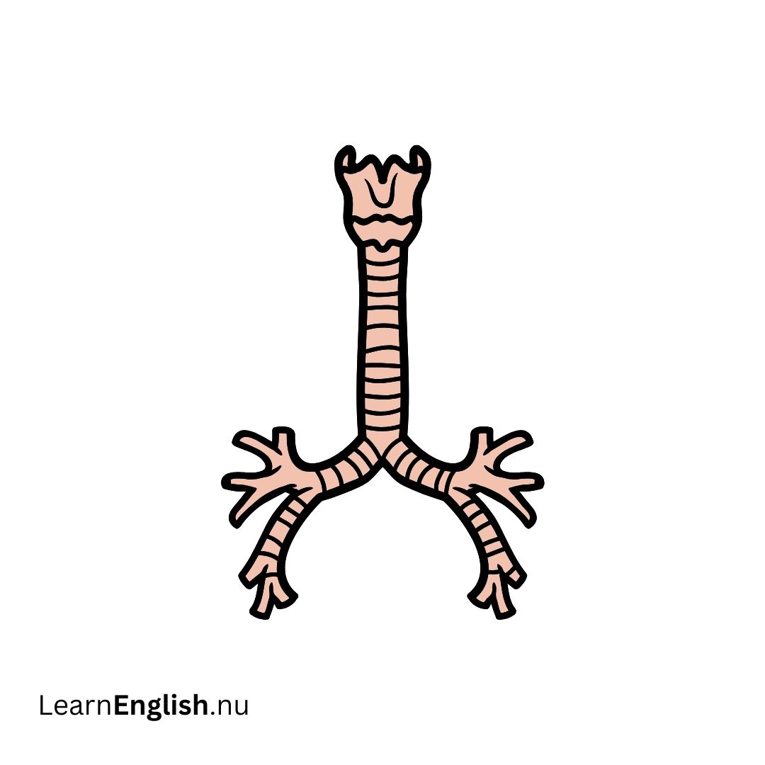 Windpipe القصبة الهوائية