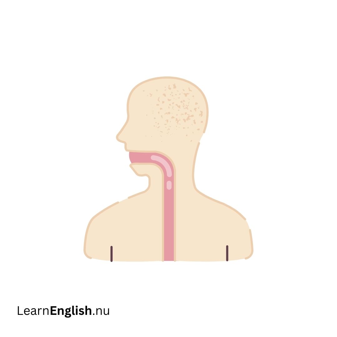 Esophagus المريء