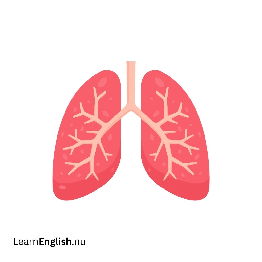 Lung الرئة