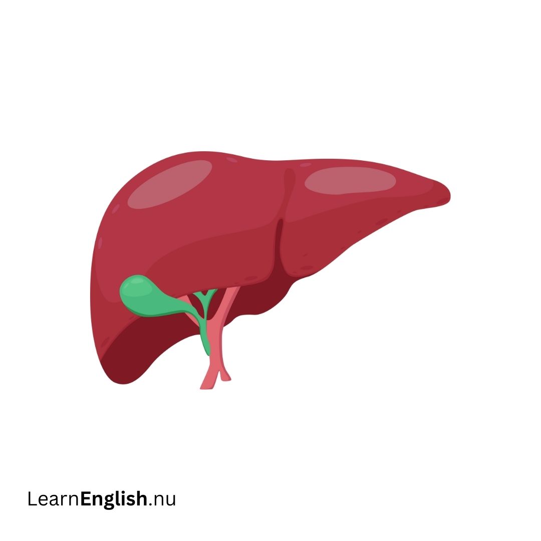 Liver الكبد