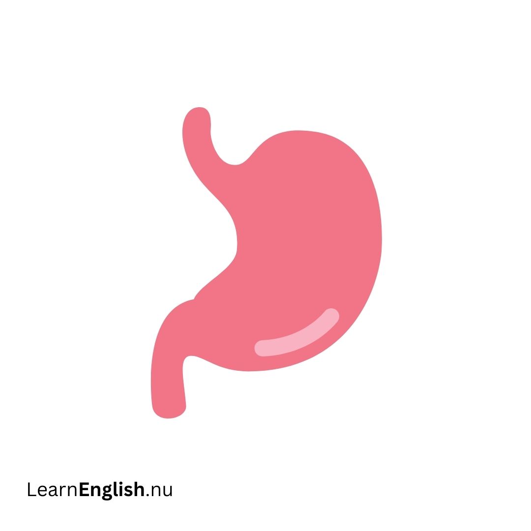 Stomach المعدة