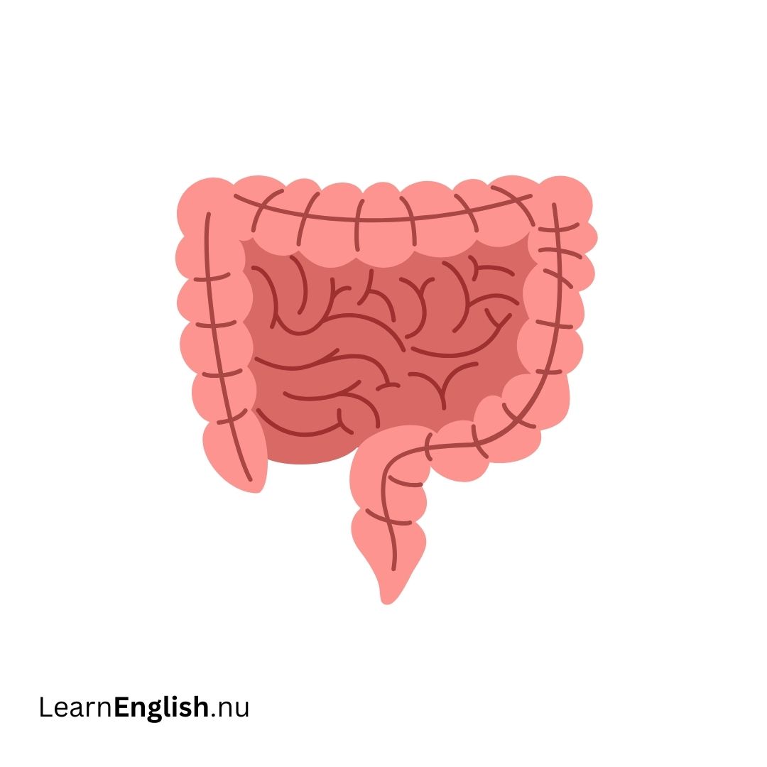 Intestines الأمعاء