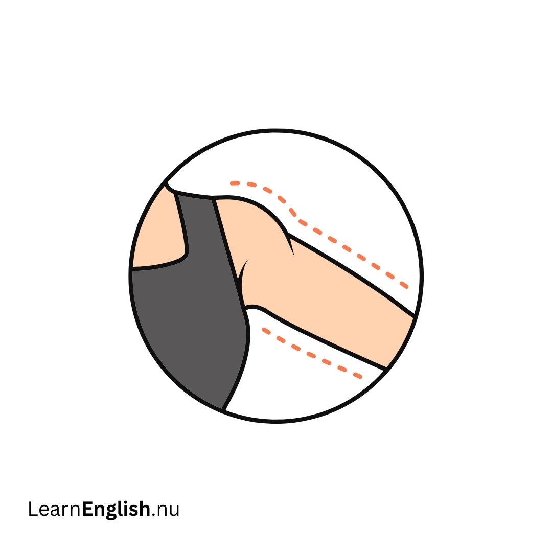 Upper Arm الذراع العلوي