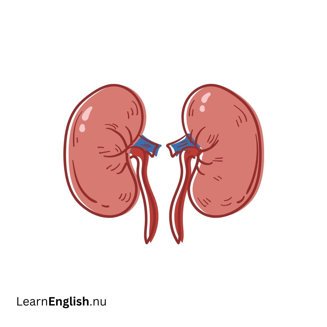 Kidney الكلية