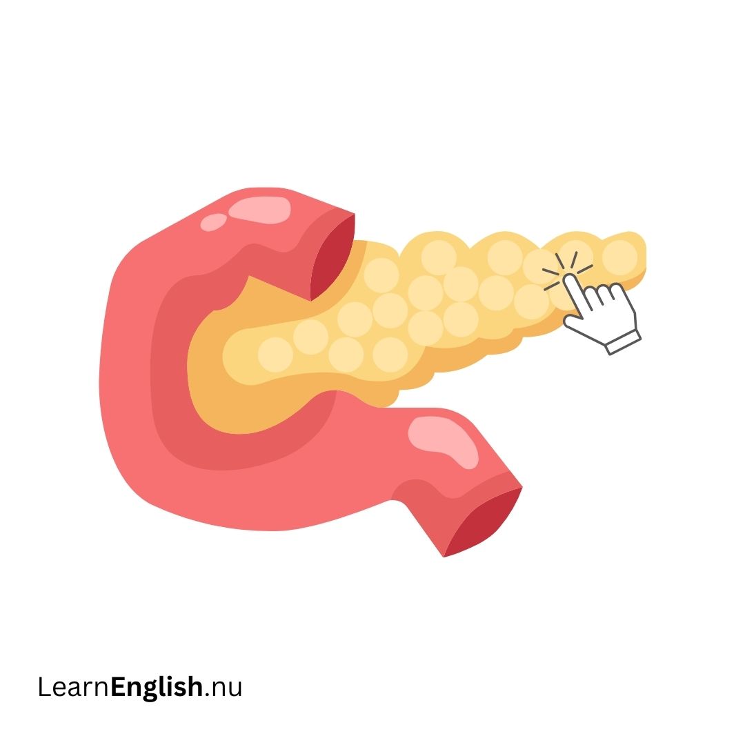 Pancreas البنكرياس