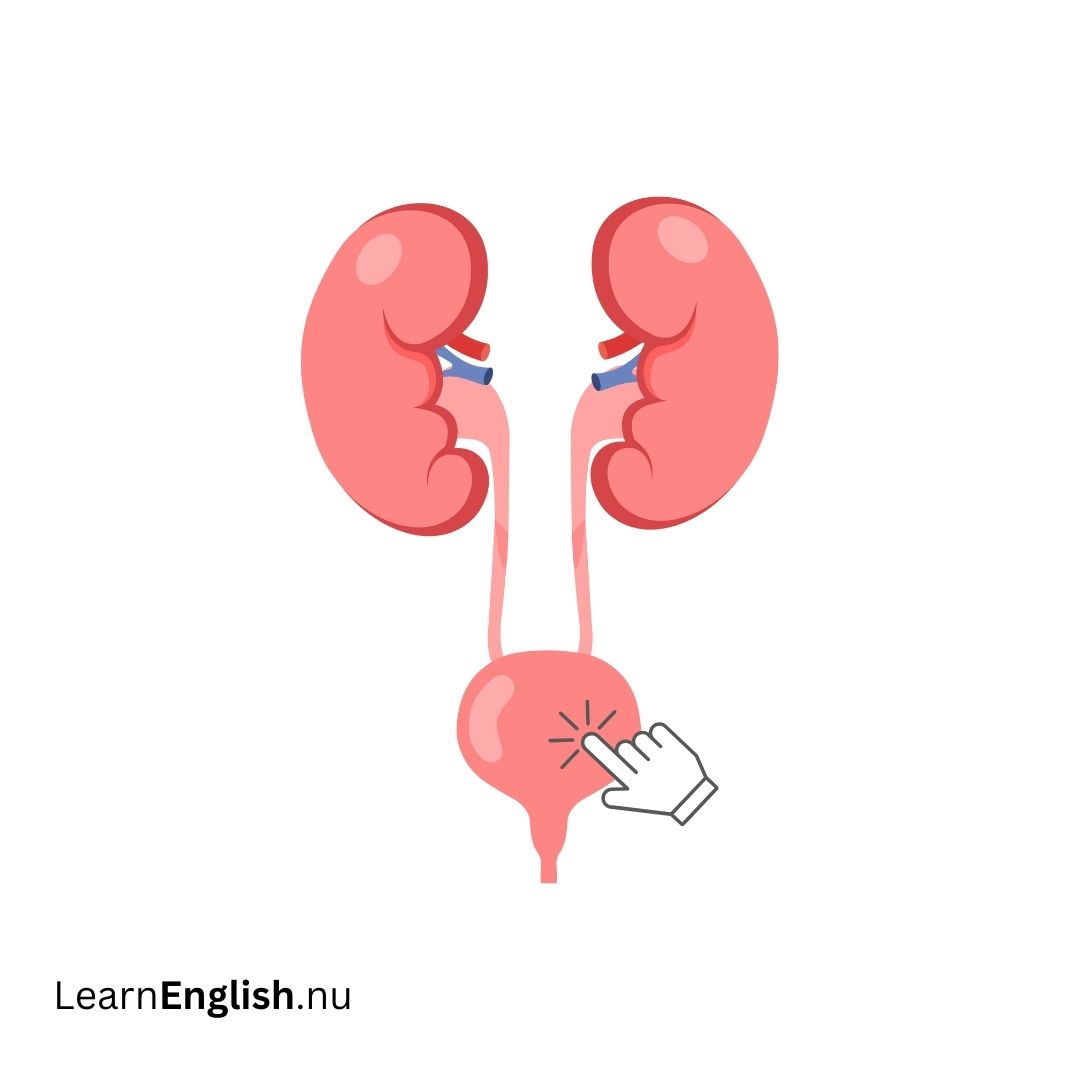 Bladder المثانة
