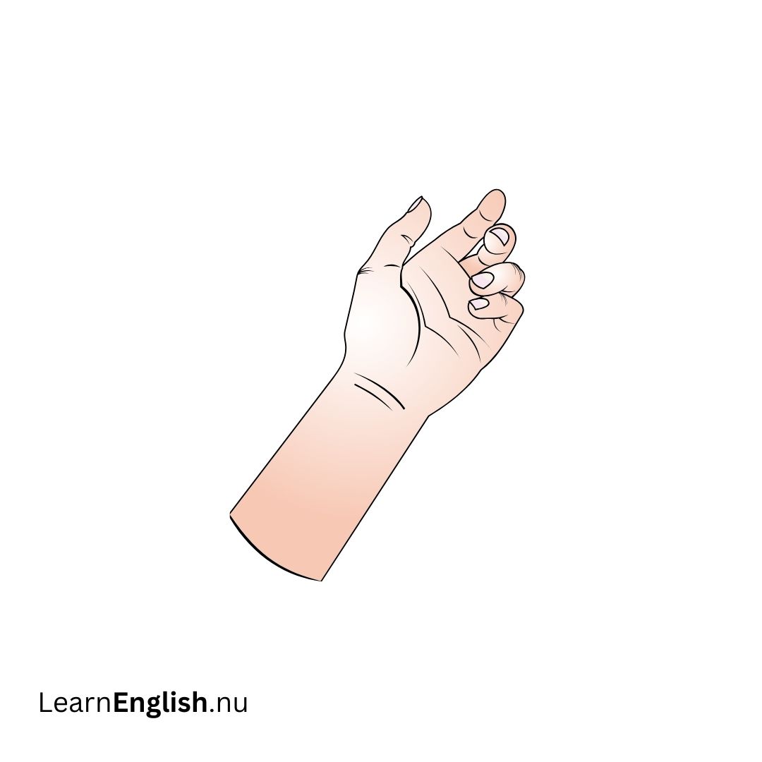 Forearm الساعد