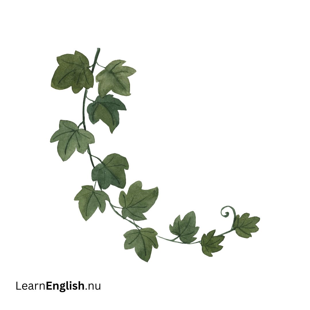 fern نبات السراخس