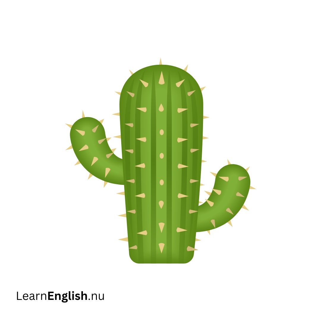 cactus صبار