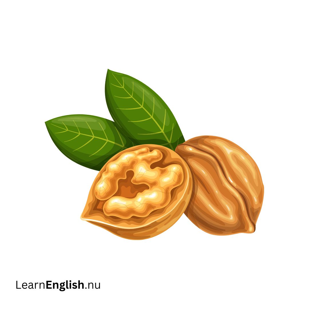 walnut جوز الهند