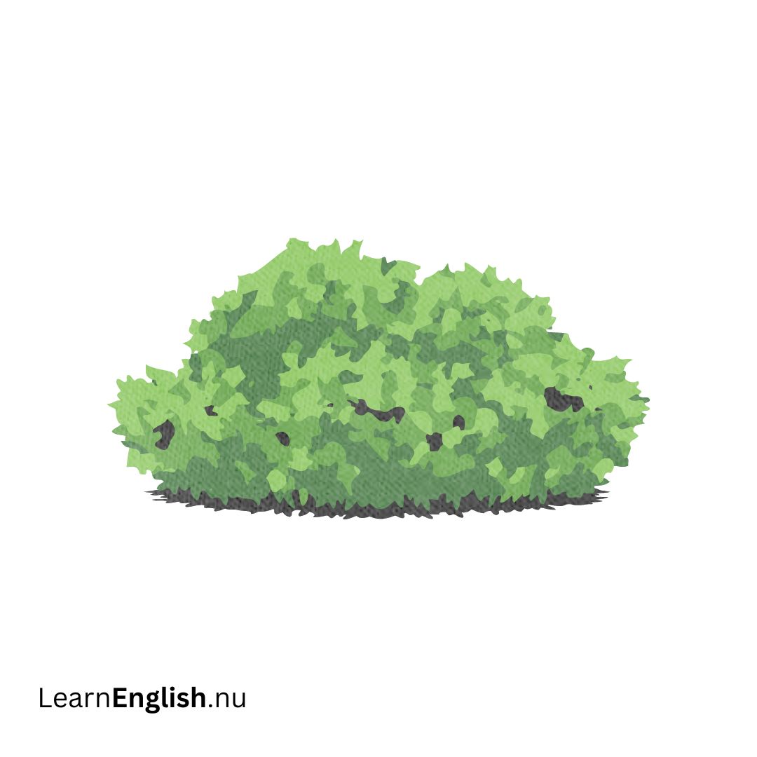bush شجيرة