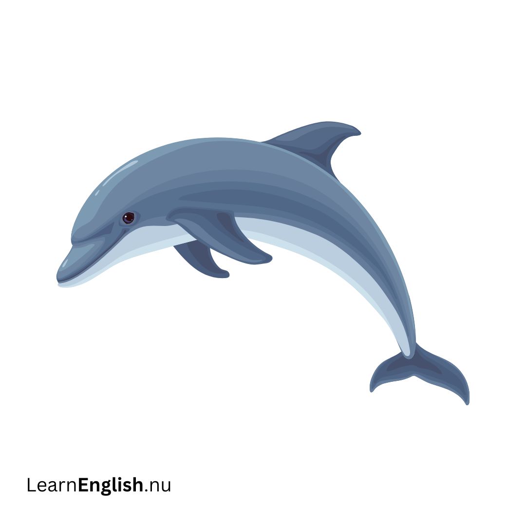 dolphin دلفين