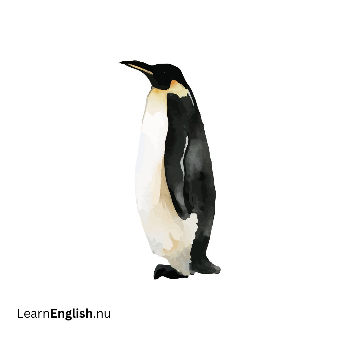 penguin بطريق