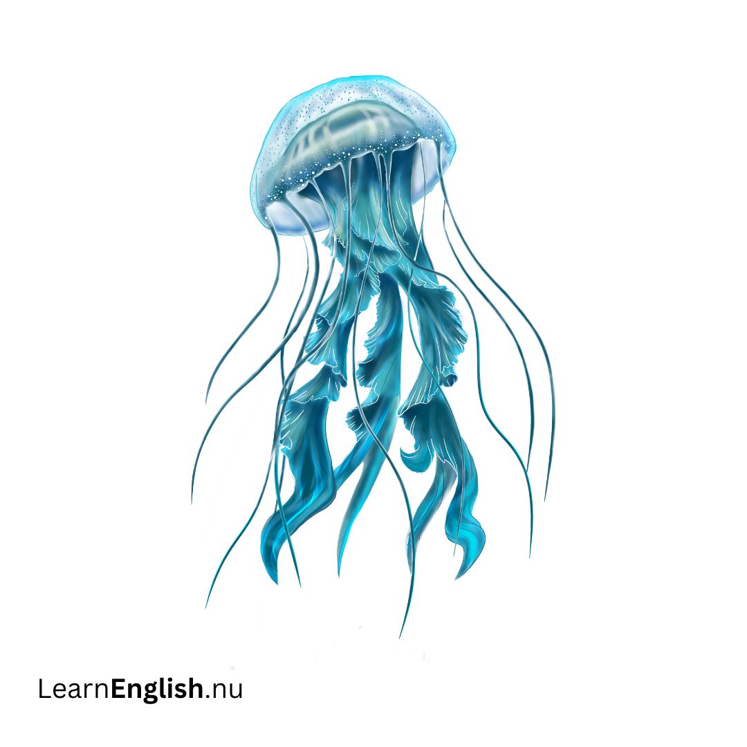 jellyfish قنديل البحر