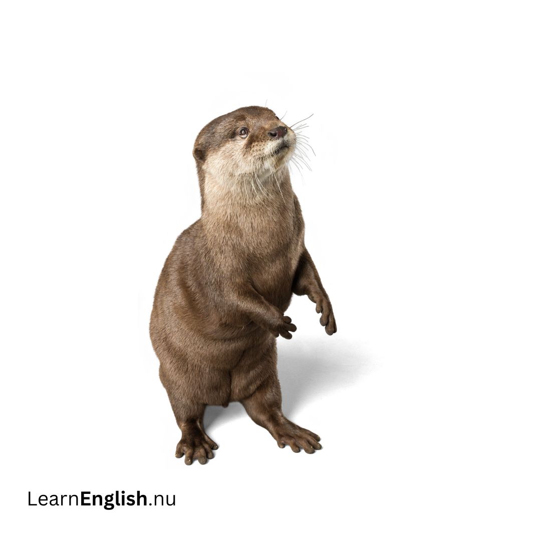 otter فرس النهر