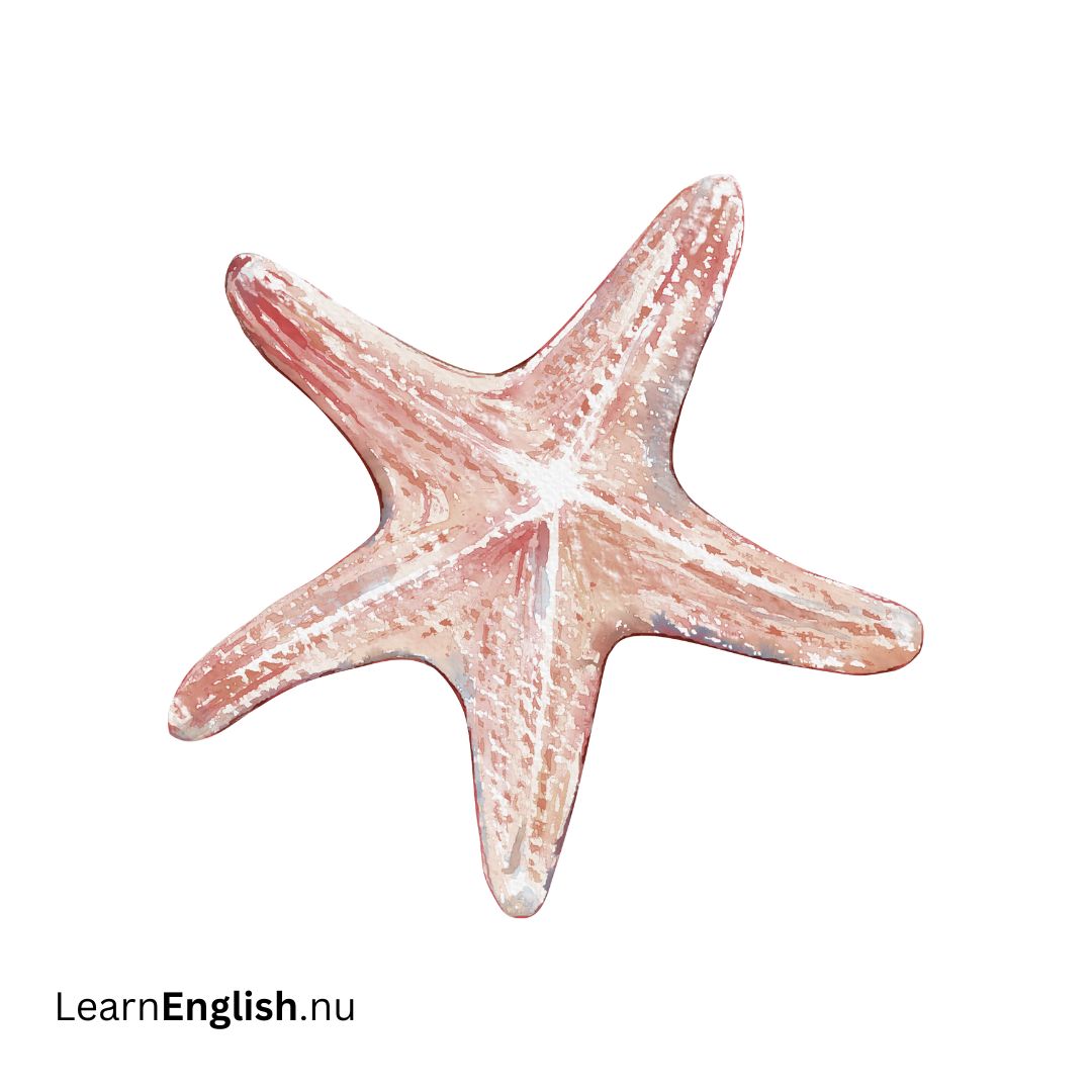 starfish نجم البحر
