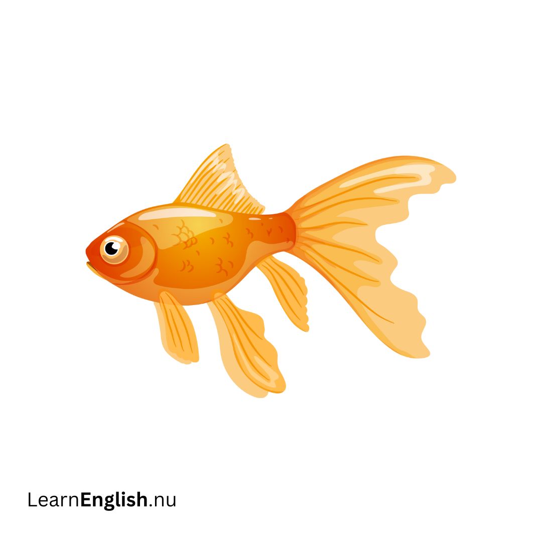 Goldfish سمك الذهب