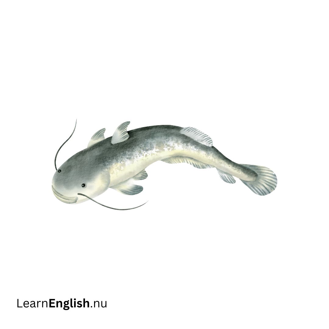 Catfish سمك القد