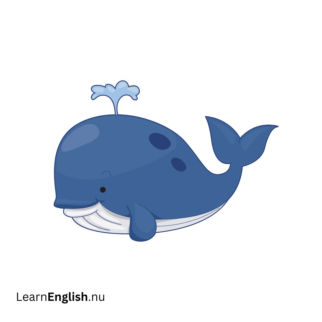 whale حوت