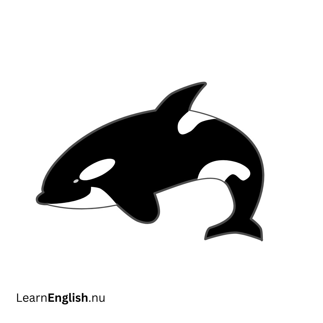 killer whale حوت قاتل