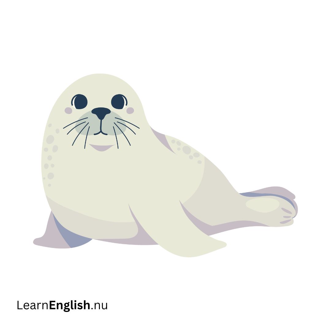 seal فقمة