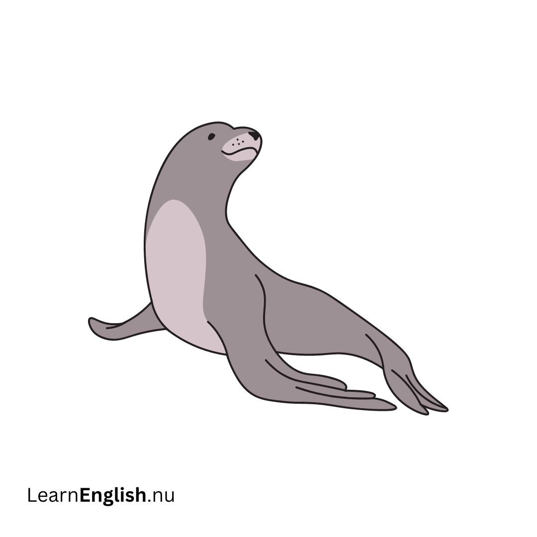 sea lion أسد البحر