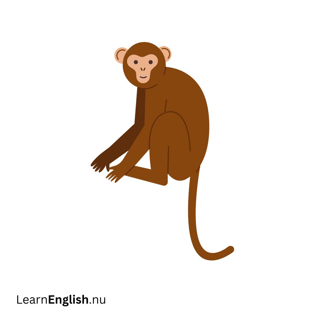 Monkey قرد