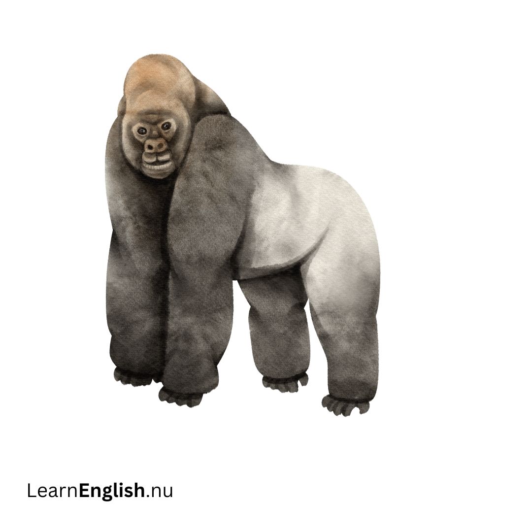 Gorilla غوريلا
