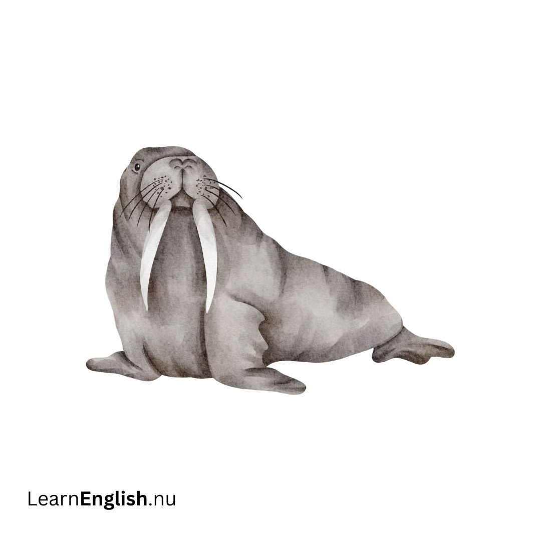 Walrus حيوان الفظ