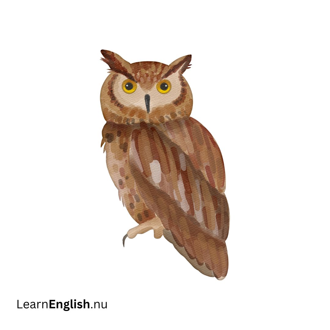Owl بومة
