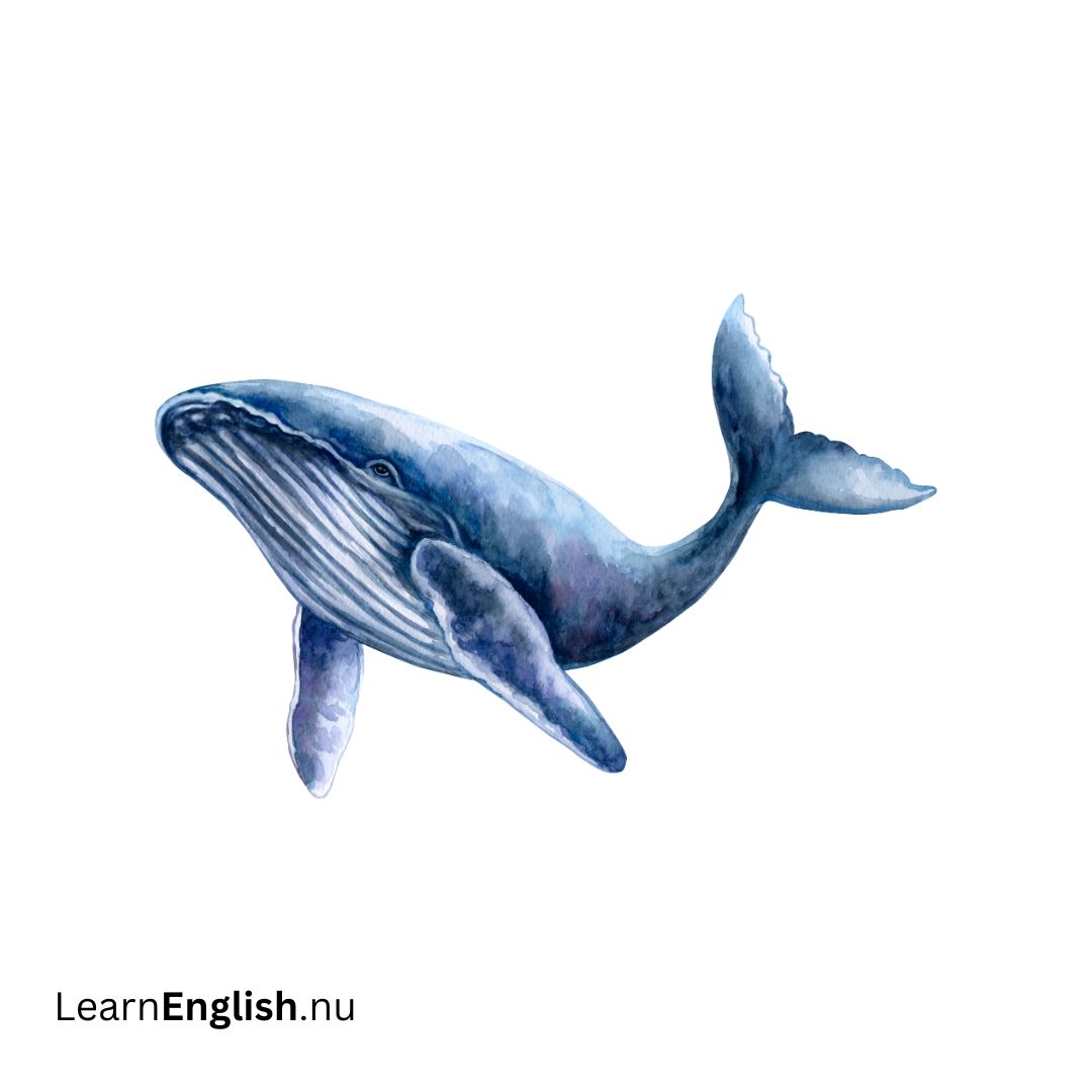 Blue Whale الحوت الأزرق