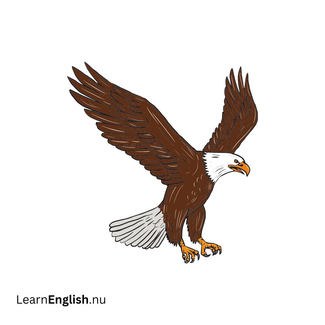 Bald Eagle نسر أمريكي