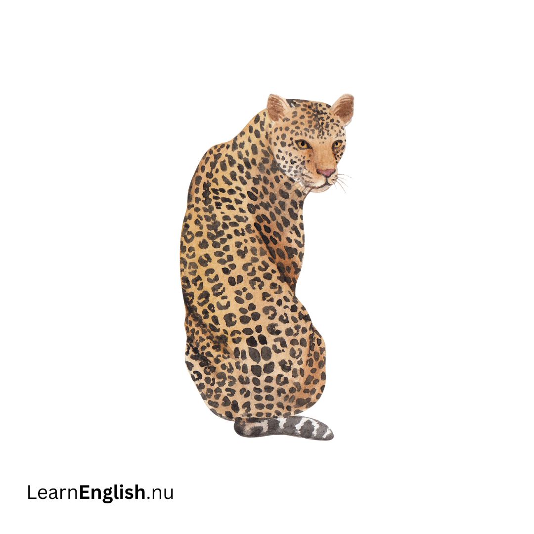 Leopard فهد