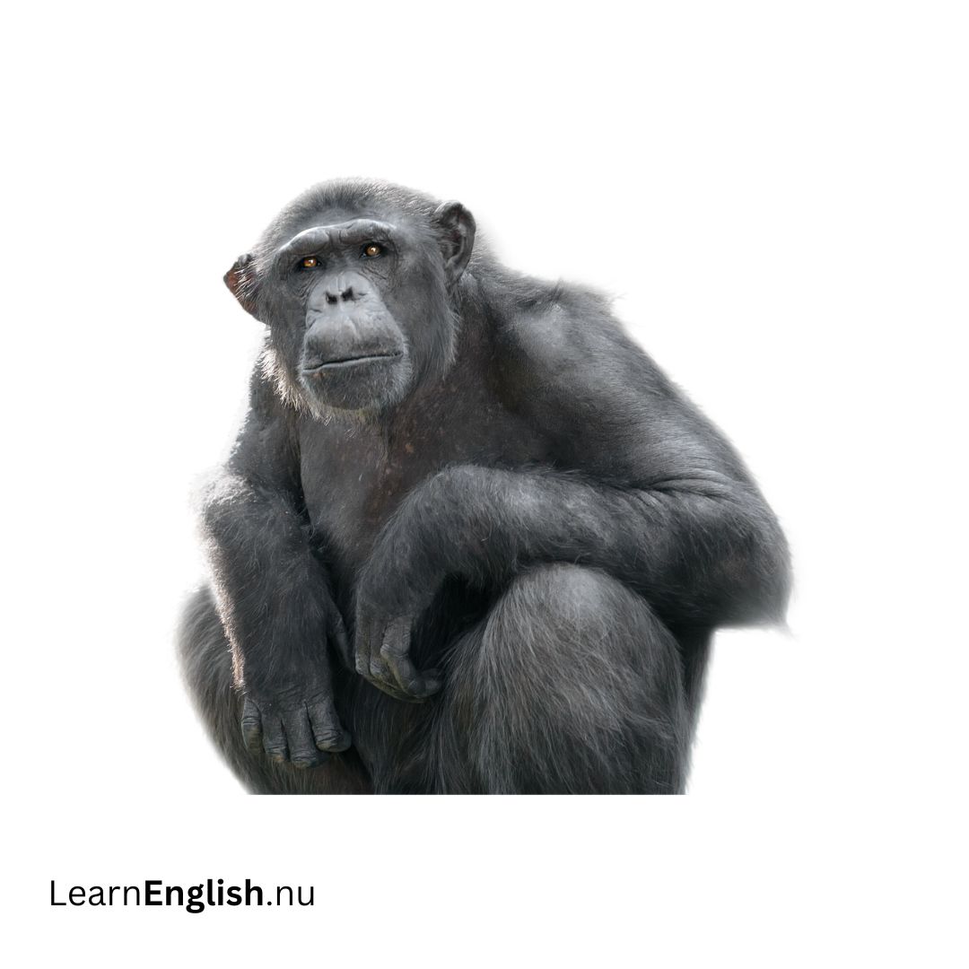 Chimpanzee شمبانزي