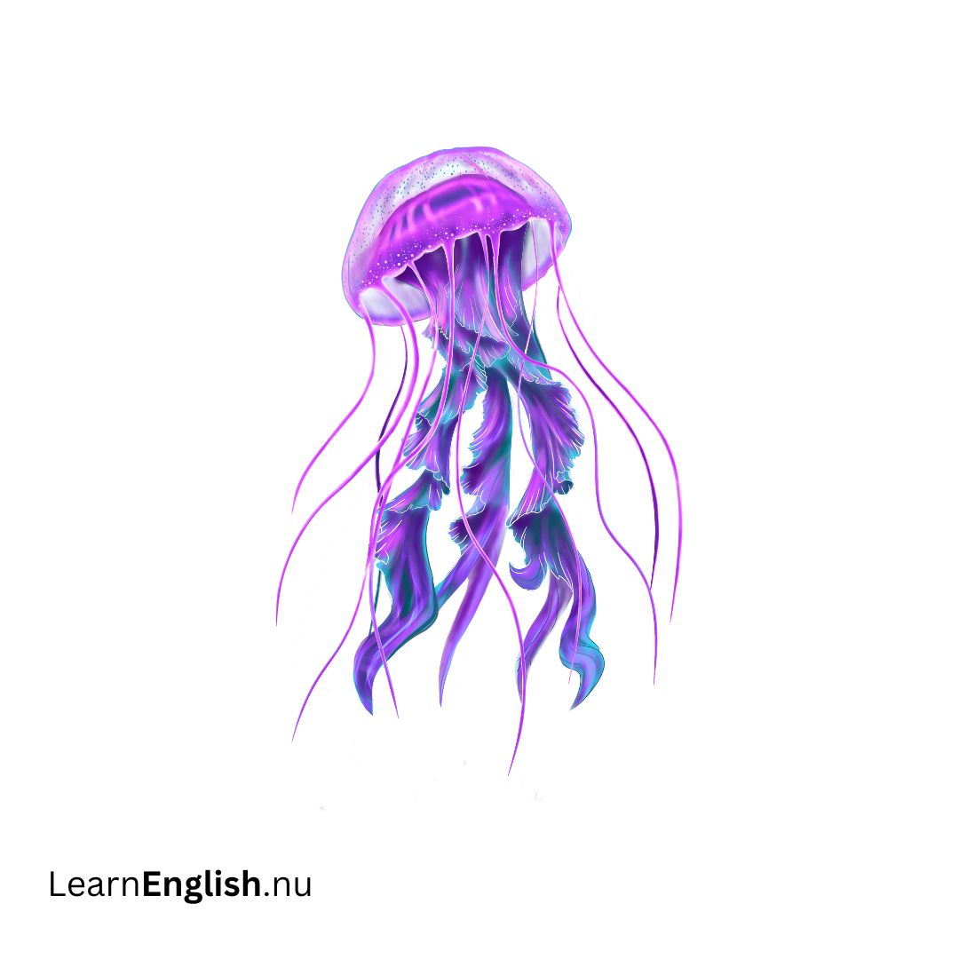Jellyfish قنديل البحر