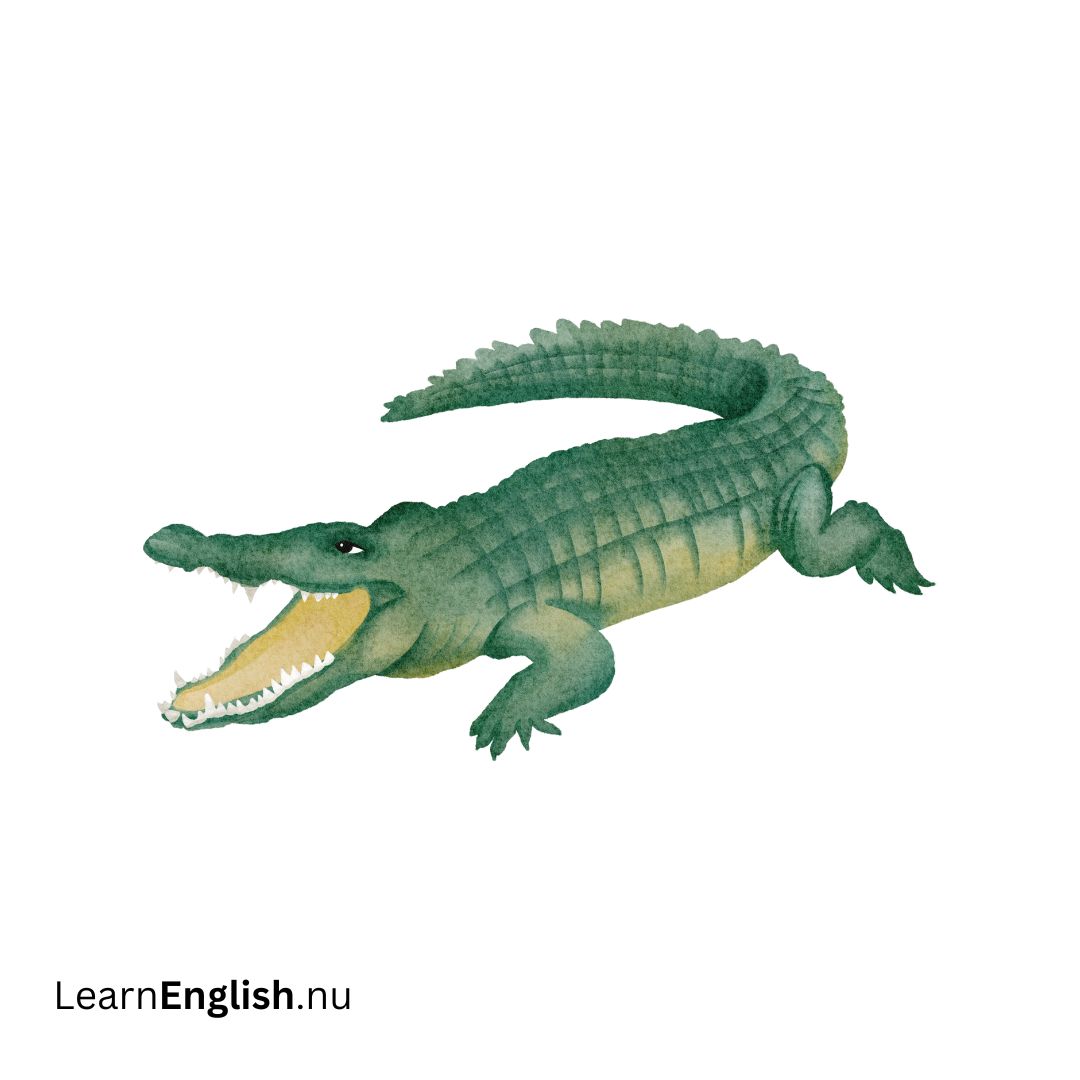 Crocodile تمساح