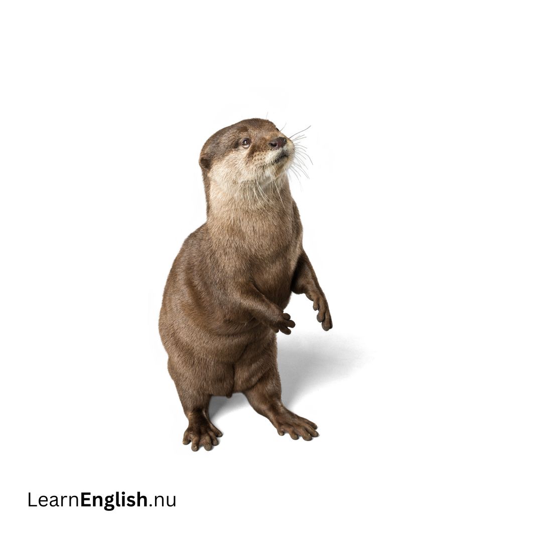 Otter فار النهر