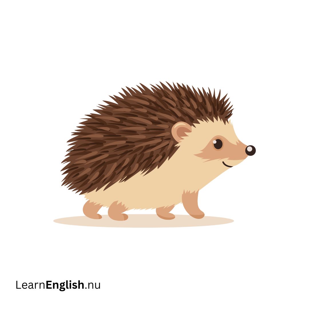 Hedgehog قنفذ